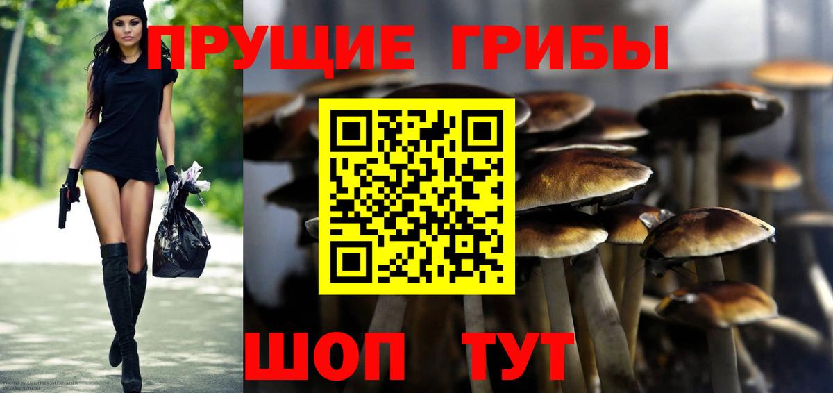 Галлюциногенные грибы Psilocybe  Галлюциногенные грибы Psilocybe  Артём  Вход с VPN 